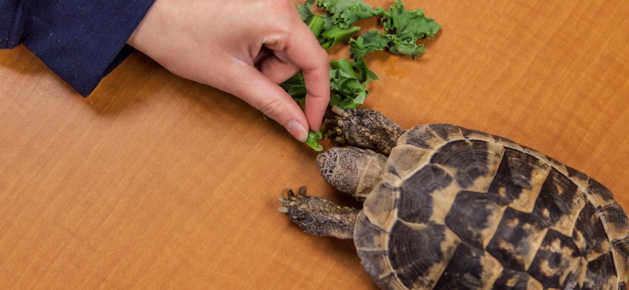 Feeding a turtle