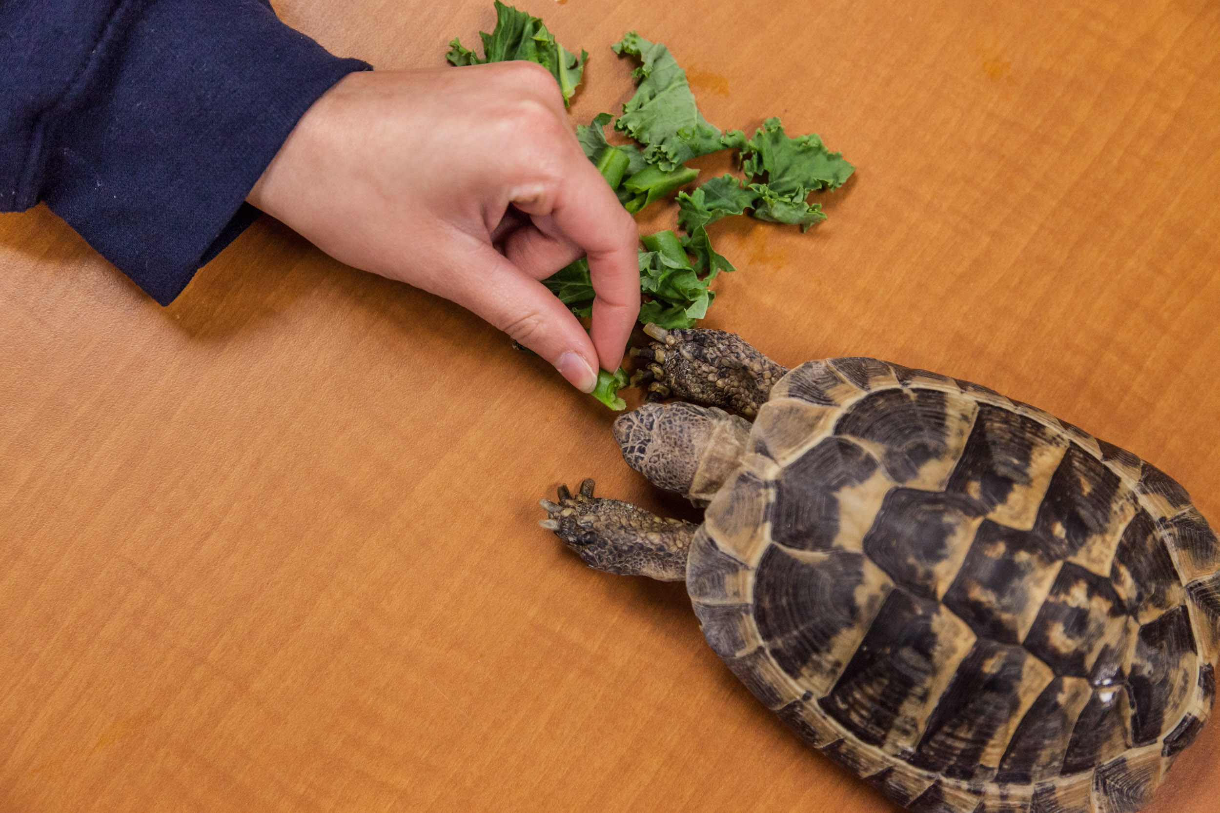 turtle
