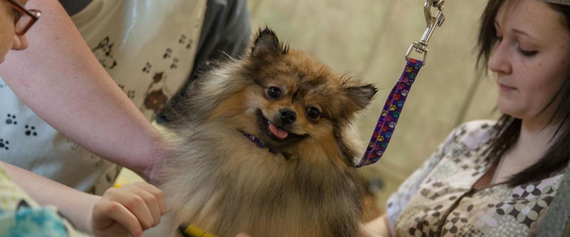 Three dog groomers working on a Pomeranian dog 
