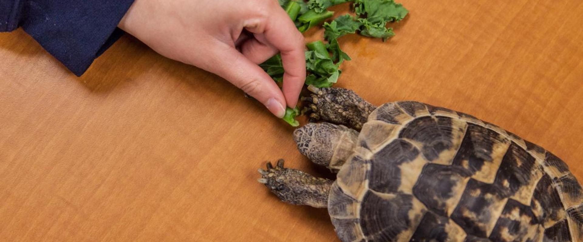 A hand feeding a leafy green to a turtle