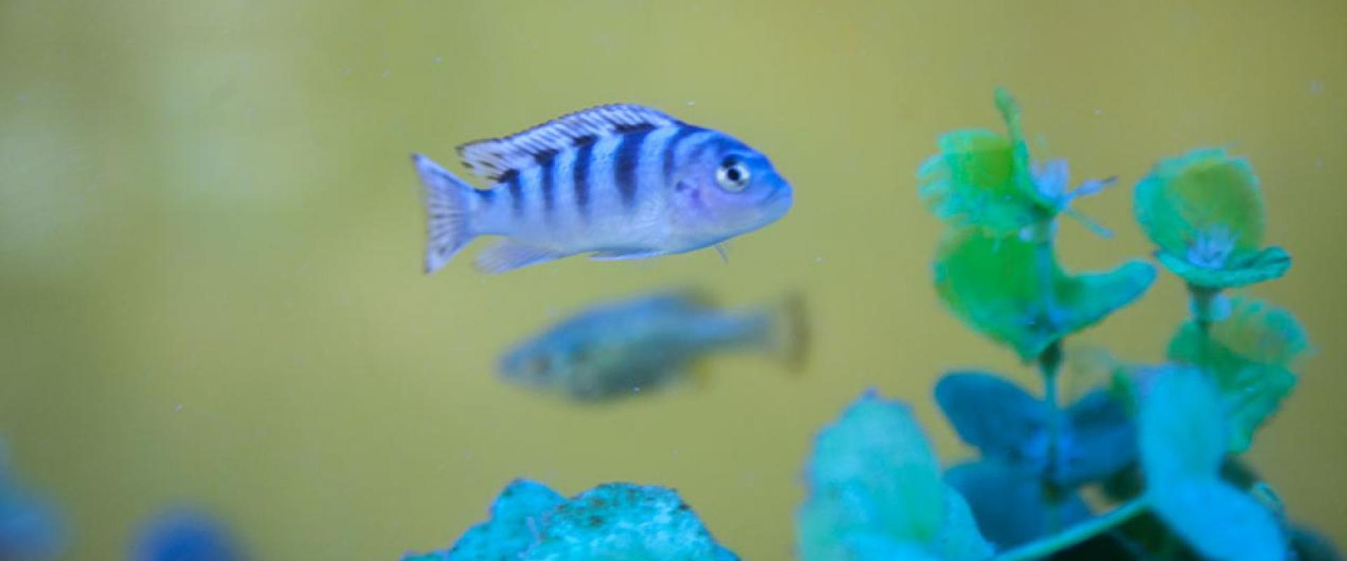 A photo of a Cichlid aquarium fish