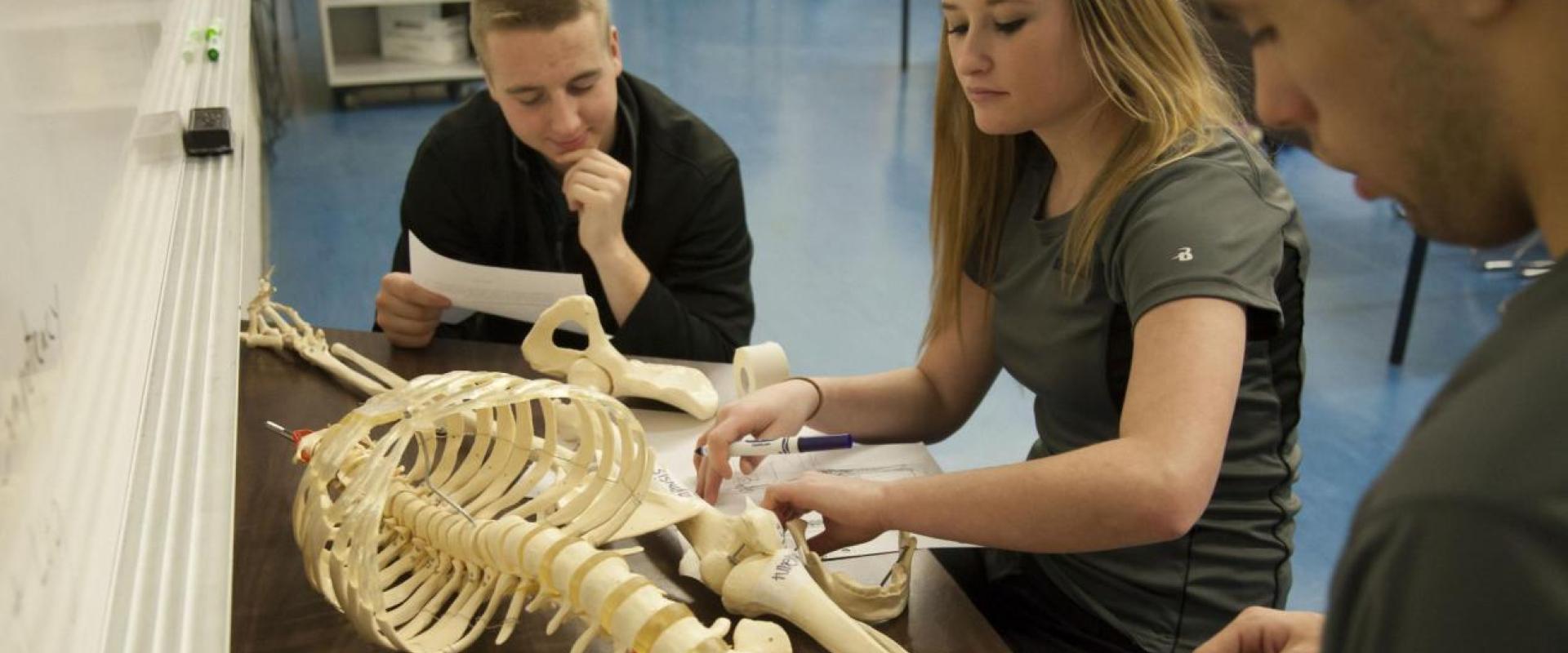 Students reviewing a skeleton 