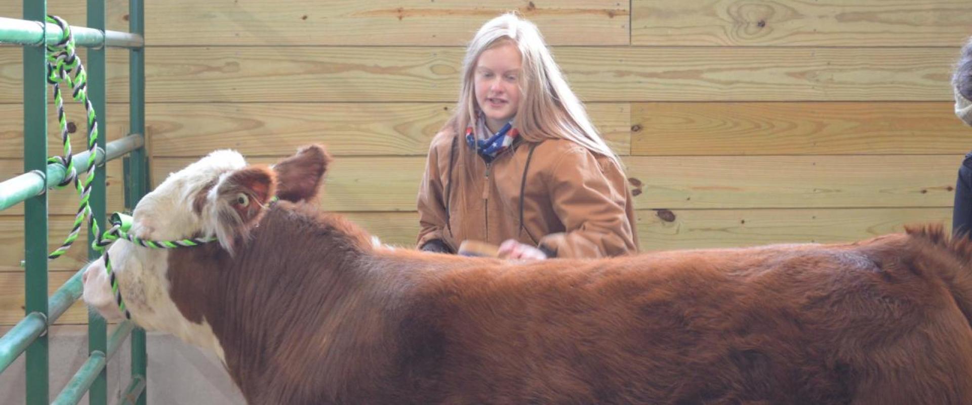 A girl next to a brown and white cow