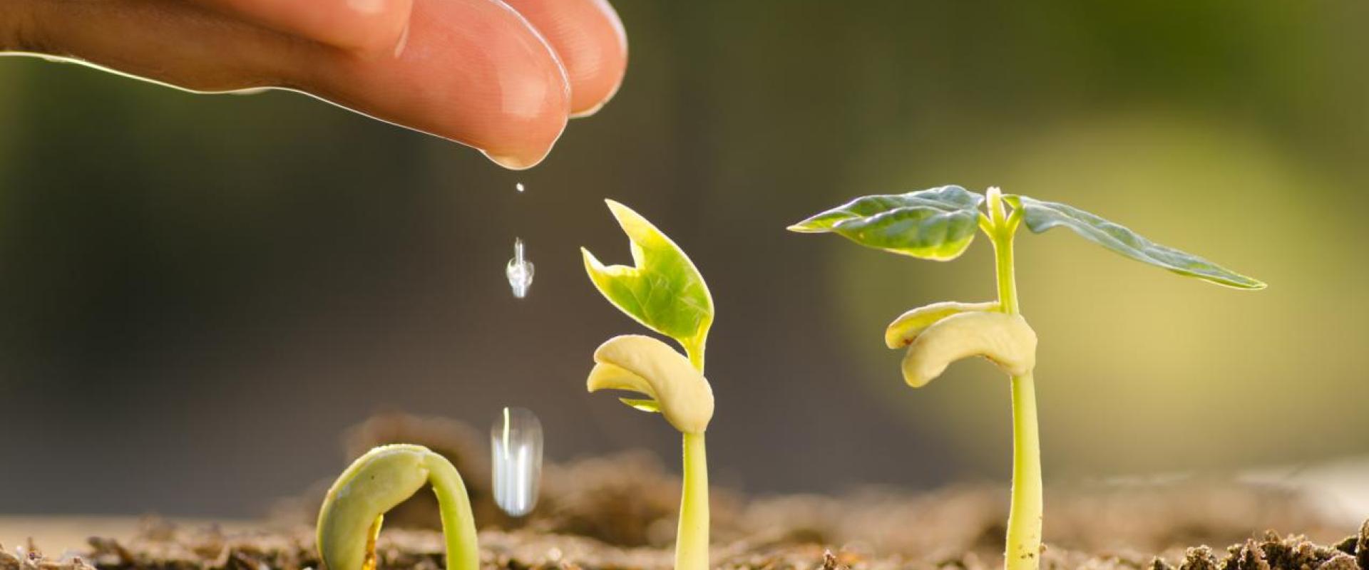 A hand dropping water on sprouting plants