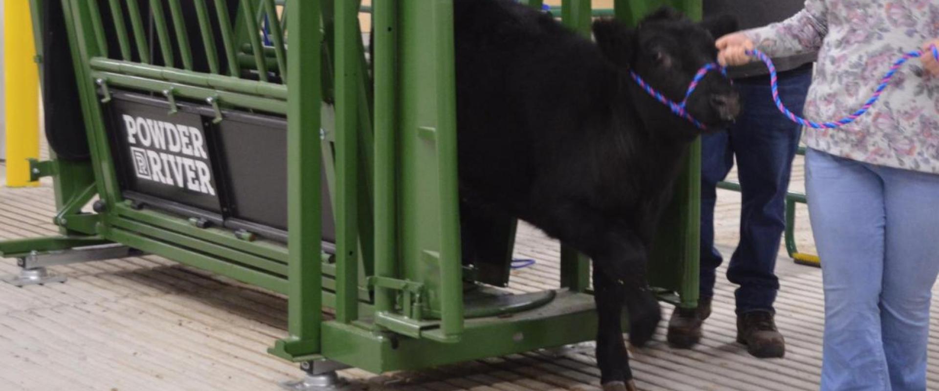 A calf walking out of a cattle cradle