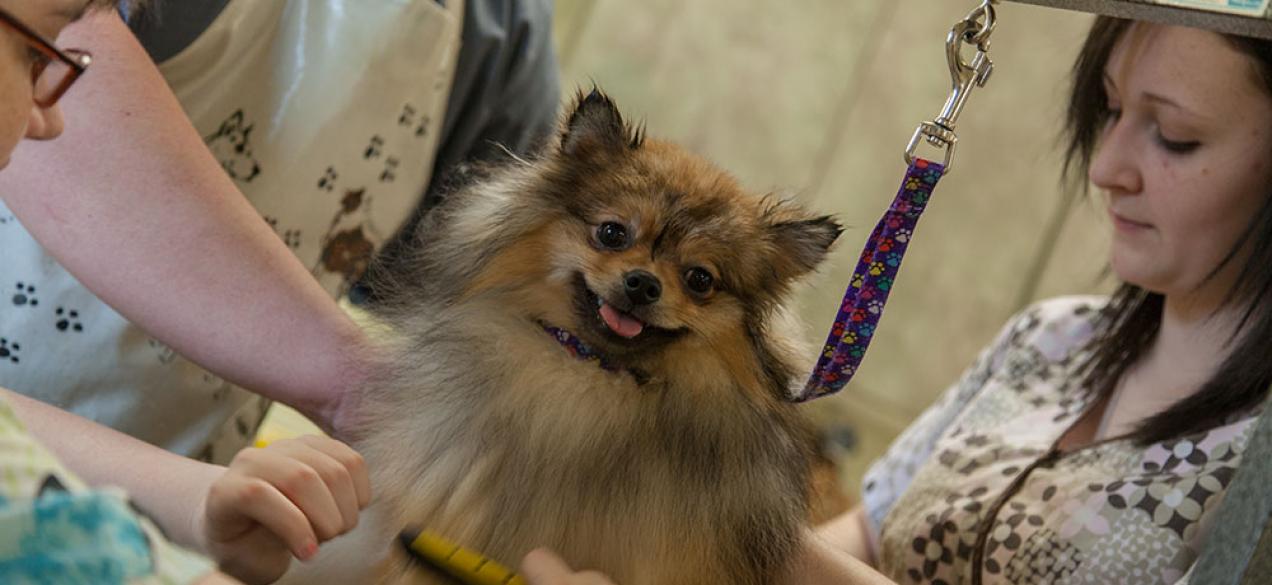 Grooming a dog