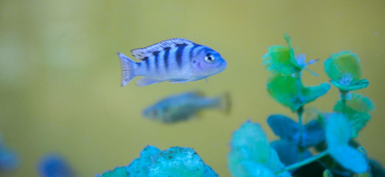 Blue fish in a tank